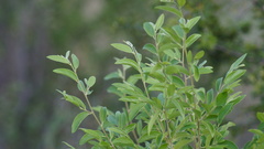 Neopringlea integrifolia