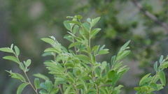 Neopringlea integrifolia