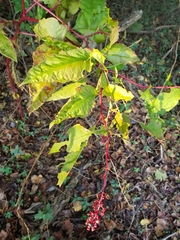 Phytolacca americana