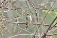 Myiopagis subplacens