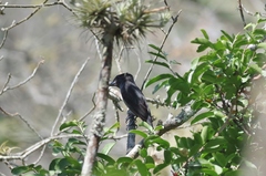 Pachyramphus spodiurus