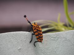 Aristobia reticulator