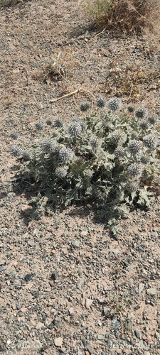 White-veined globe thistle