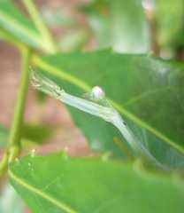Leptomantella ceylonica