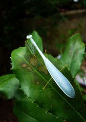 Leptomantella ceylonica