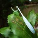 小絲螳科 - Photo 由 Pieter Prins 所上傳的 (c) Pieter Prins，保留部份權利CC BY-NC