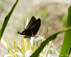 Papilio deiphobus