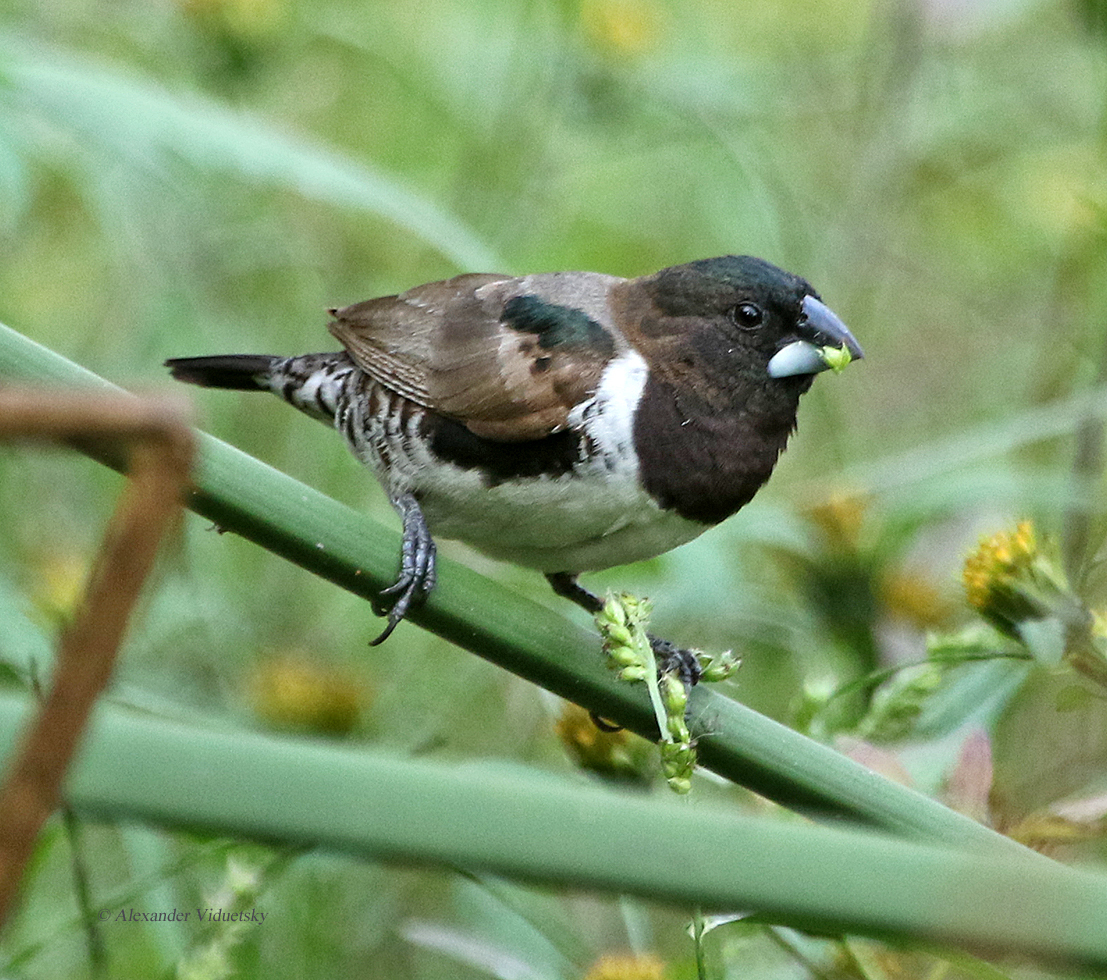 Eng chiroyli transseksual qizlar