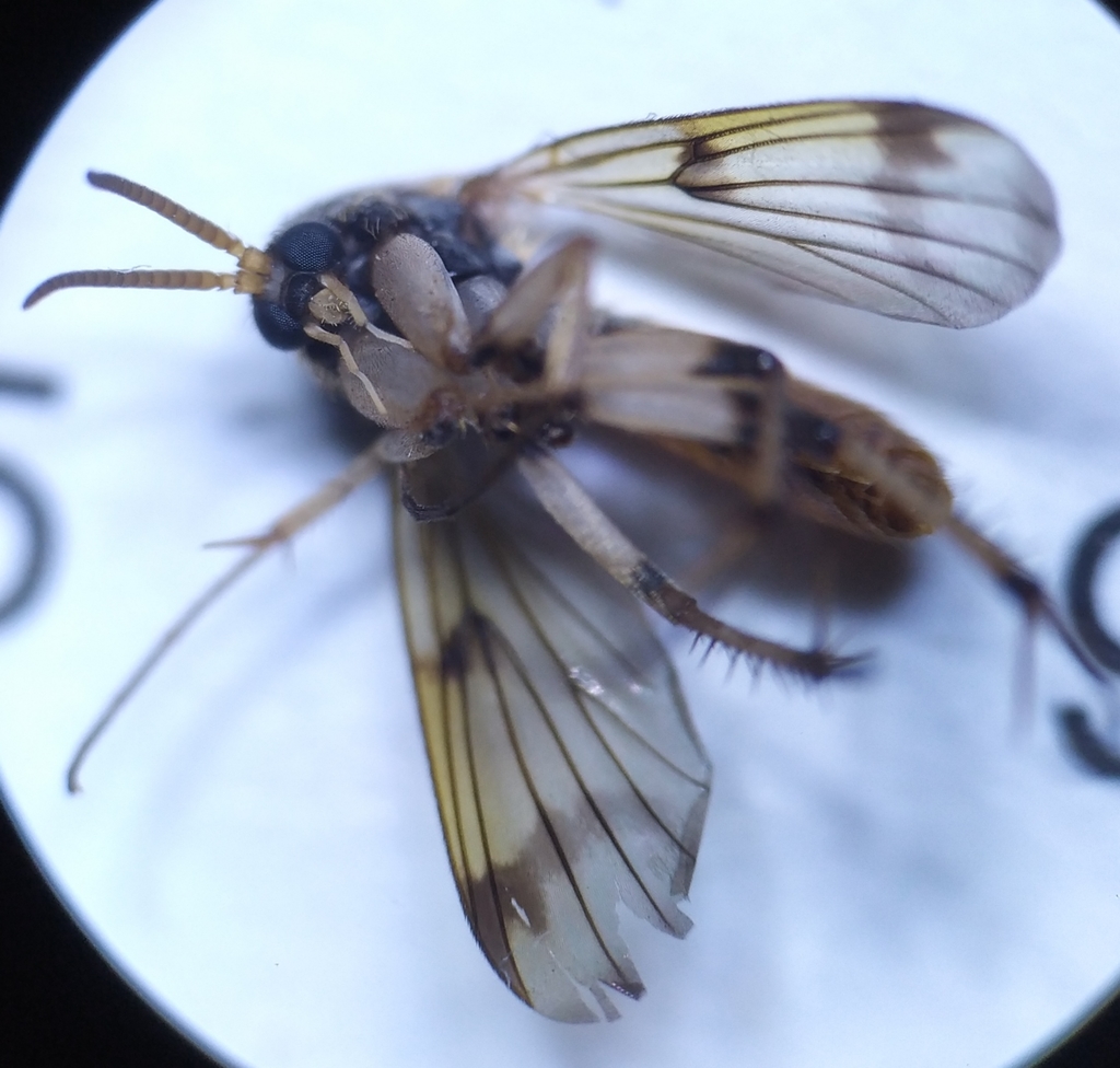 Dynatosoma
