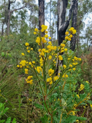 Winged wattle (Acacia alata)