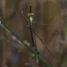 Small Spreadwing - Photo (c) Erland Refling Nielsen, some rights reserved (CC BY-NC)