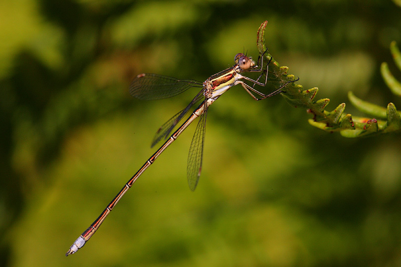Small Spreadwing, photo 1 of 7