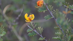 Chamaecrista greggii