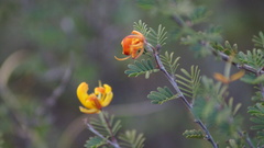 Chamaecrista greggii