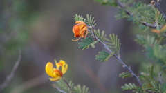 Chamaecrista greggii