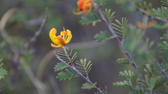 Chamaecrista greggii