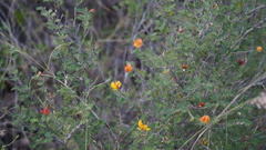 Chamaecrista greggii