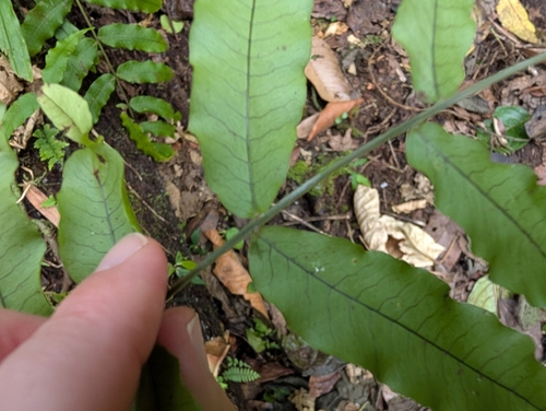 Serpocaulon fraxinifolium, 2025-08-09