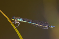 Coenagrion scitulum