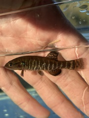 Olympic Mudminnow photo 2
