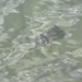 Mastigias albipunctatus