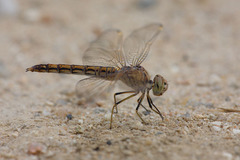 Brachythemis impartita