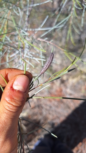 Weeping Mulga (Acacia paraneura)