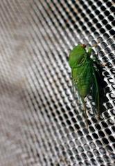 Chremistica ochracea