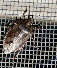 Apateticus lineolatus