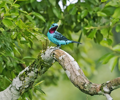 Cotinga cayana