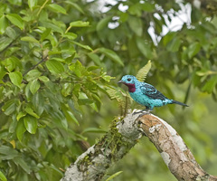Cotinga cayana