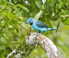 Cotinga cayana