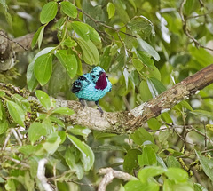 Cotinga cayana