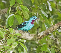 Cotinga cayana