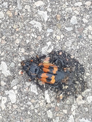 Nicrophorus marginatus