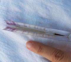 Ensis minor