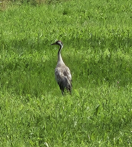 Common Crane