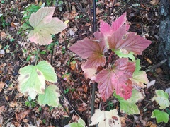Ribes rubrum