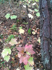 Ribes rubrum