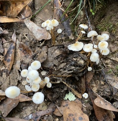 Strobilurus conigenoides