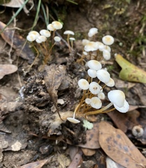 Strobilurus conigenoides