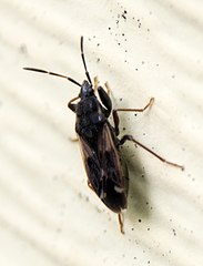 Eremocoris ferus