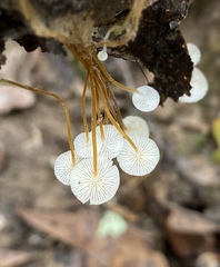 Strobilurus conigenoides