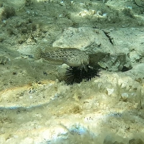 Parablennius sanguinolentus