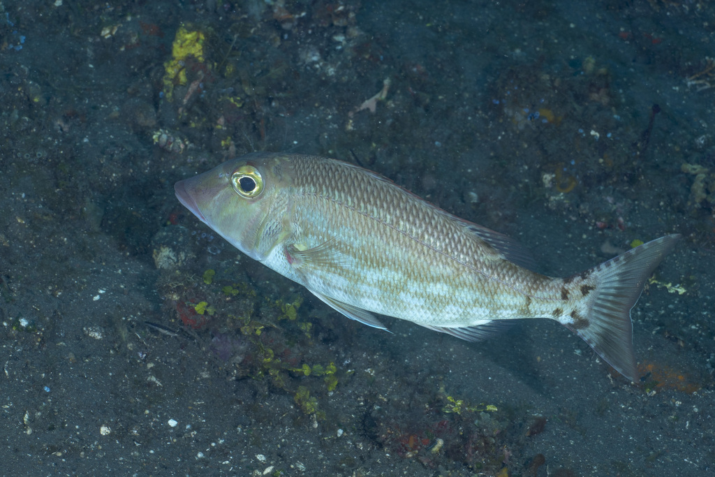Redsnout Emperor