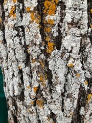 Chrysothrix granulosa