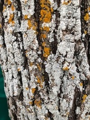 Chrysothrix granulosa