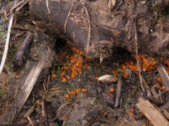 Byssonectria fusispora