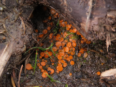 Byssonectria fusispora