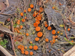 Byssonectria fusispora